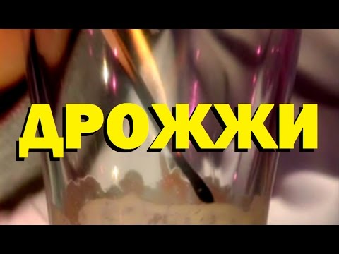 Галилео. Дрожжи 🍞 Yeast