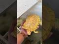 Golden Turtle Surprise 🐢✨Rare Yellow Turtle 😱Golden Shell Beauty 🐢💛 #fishing #fish