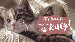 The Ultimate Guide to Cat Breeds/Pet health/wildlife/cat pet