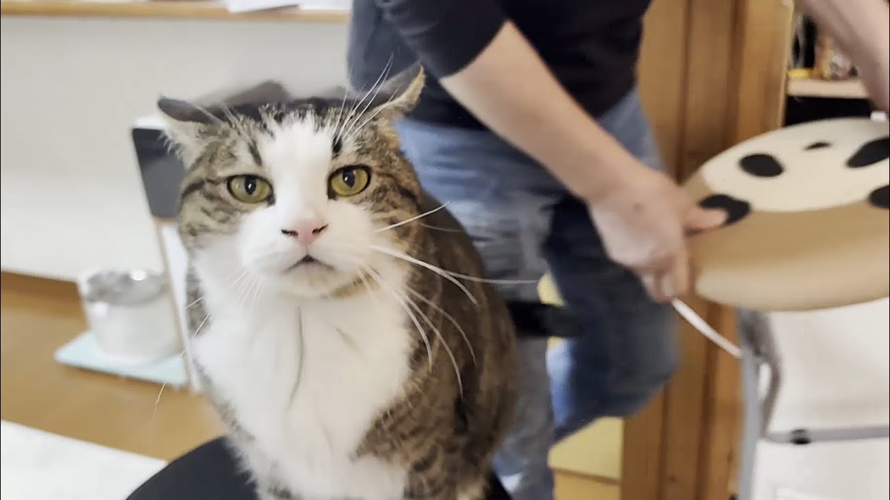 My cat gets a little jealous when I call other cats by their names