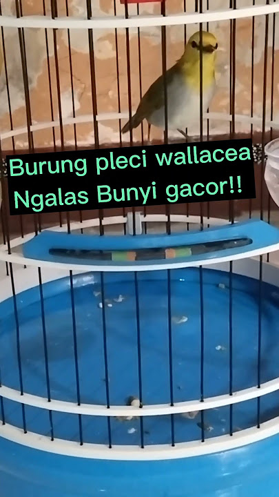 Bancingan Ampuh Untuk Pleci Kepala Emas/Pleci wallacea