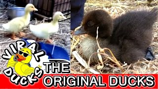 Duck First Day!