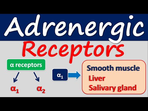Adrenergic receptors -Location and function
