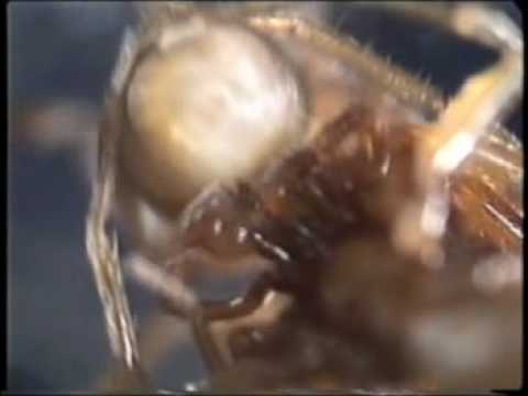 Video porno de michelle vieth Images about metal girls on pinterest toxic vision