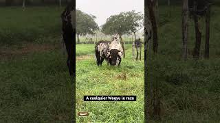 El Sardo Negro es 100/100 💯 #shorts