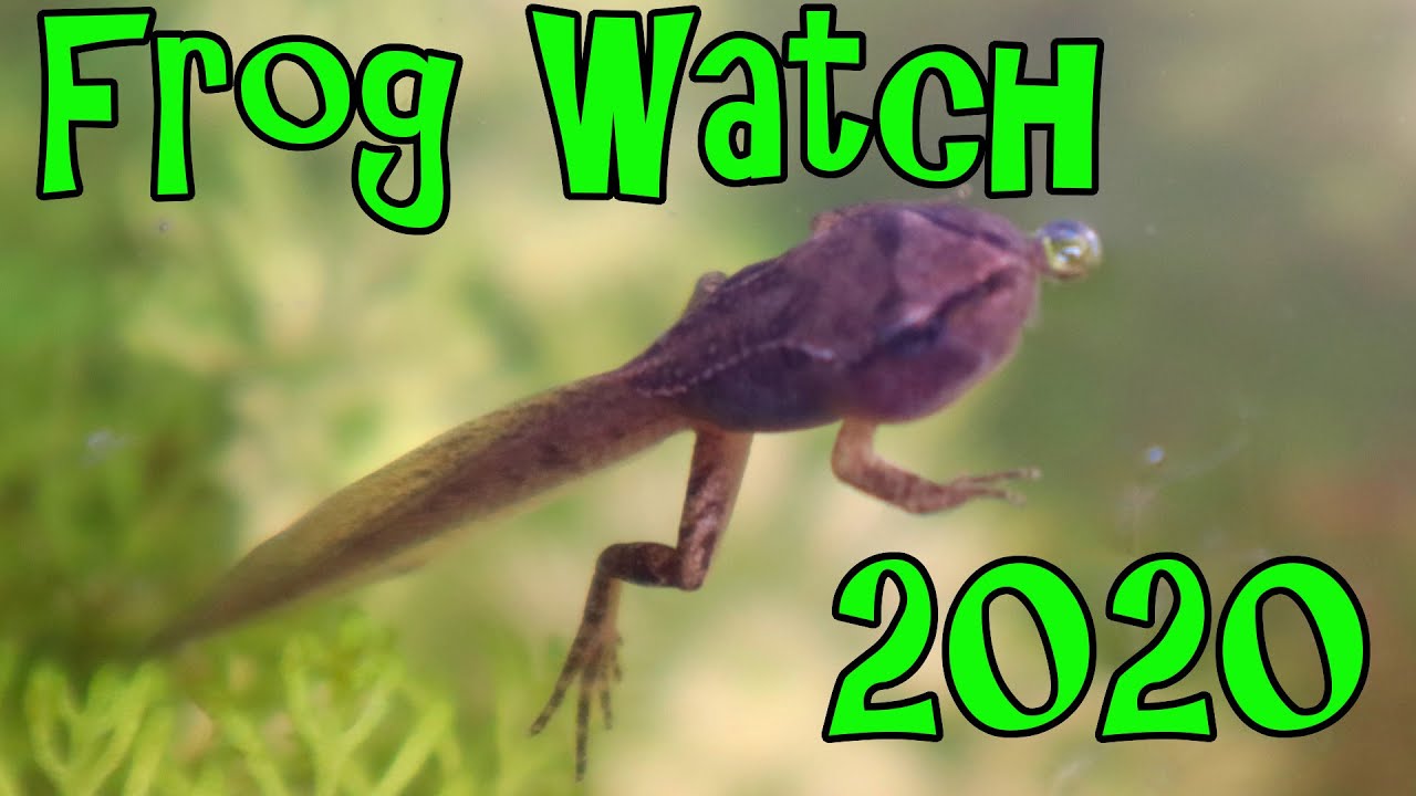 Setting Up a Vivarium for Frogs  Tadpoles Get Front Legs - Frog Watch 2020  