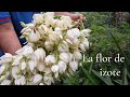 La flor de izote | 4K