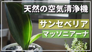 【観葉植物】天然の空気清浄機「サンセベリア・マッソニアーナ（斑入り）」！テレワーク環境を快適にしたい方にオススメ！