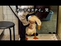 アヒルのモーニングルーティン 2026.2.6(金)