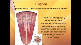 Будова нефрона