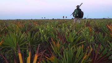 Florida Grasshopper Sparrow