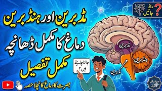 Mid brain nd its functions #pectaa #8th #science #education