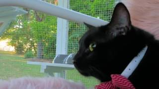 Yoshi and Loki keep wildlife off the menu! by Backyard Cat Enclosures 120 views 7 years ago 36 seconds