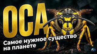 Оса: Самое недооценённое существо на планете — полный разбор!