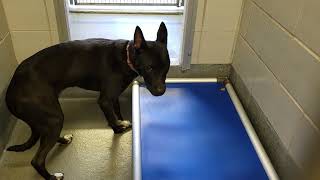 acs A629506