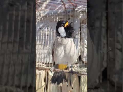 اقوه طك جناح بلبل فحل اليف مال ديالئ