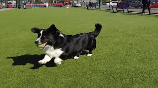 How cardigan corgi jump looks like | Totle The Corgi Ep.9