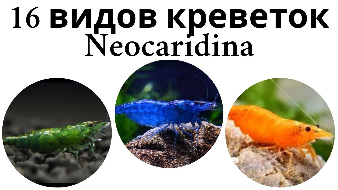 Все виды аквариумных креветок рода неокаридина (neocaridina)