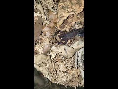 Feeding my Florida Bark Scorpion - YouTube