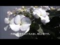 母の日プレゼント　あじさいギフト　さかもと園芸　達人のあじさい　群馬の鉢花ギフト　空色のしずくブルー　youtube sakamotoengei hydrangea cyclamen japan