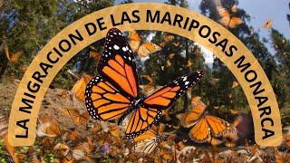 El Increíble Viaje Migratorio De Las Mariposas Monarca