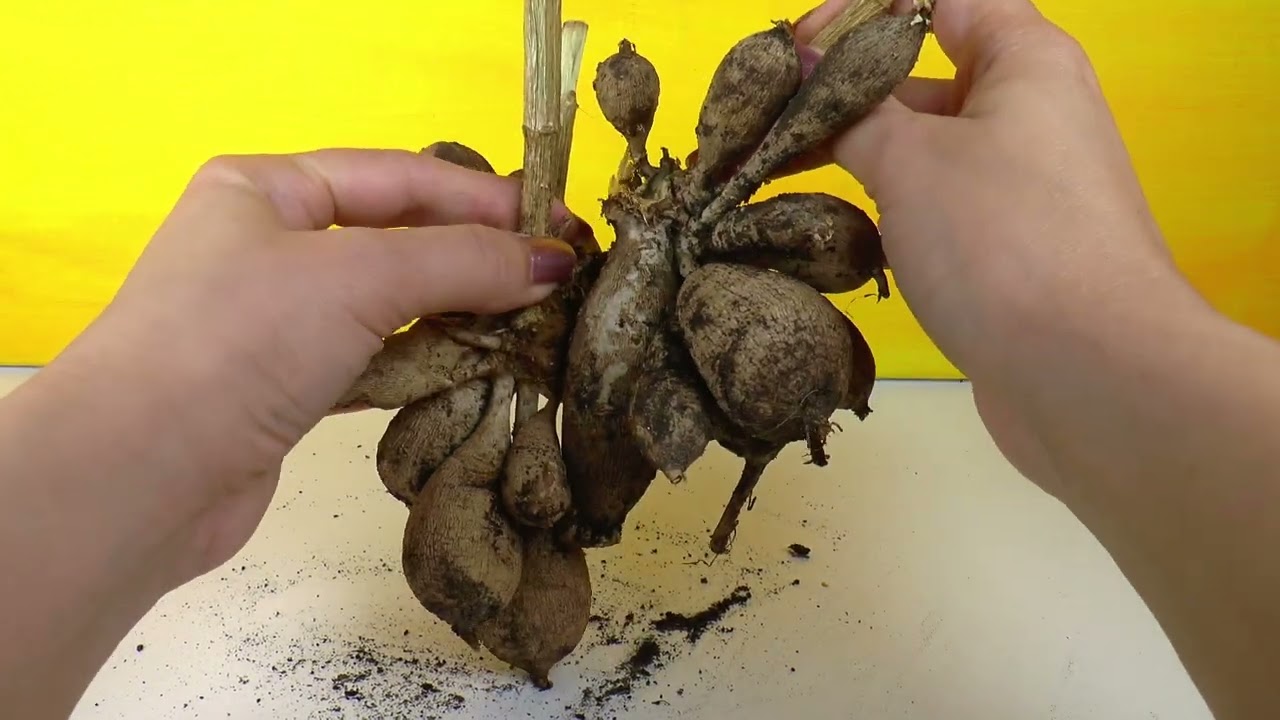 Dahlia's voortrekken - maart 2023