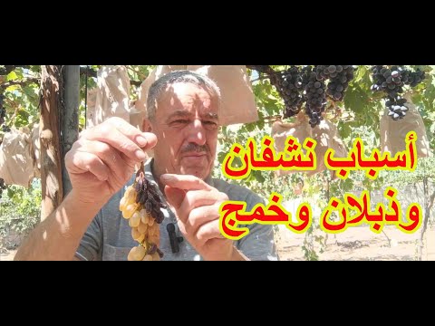 اسباب نشفان وذبلان وخمج بحبات بعنقود العنب