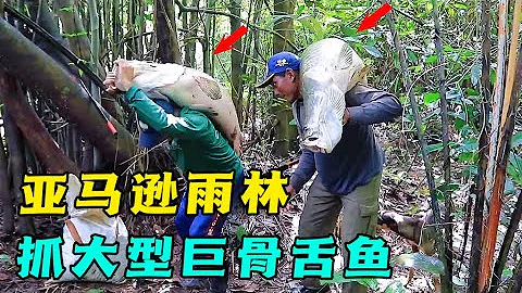 亞馬遜雨林捕抓大型巨骨舌魚，身體長達兩米重達半噸 - 天天要聞