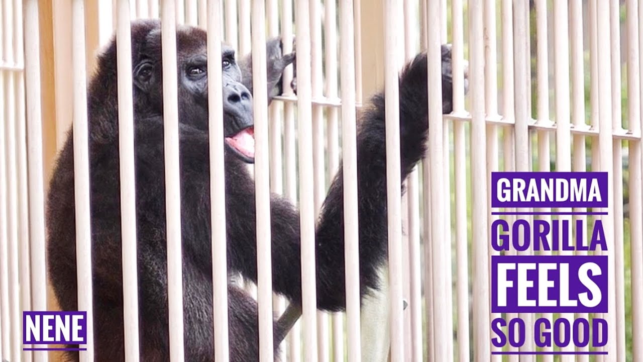 Elderly Female Gorilla munching with a smile | Nene | Shabani's