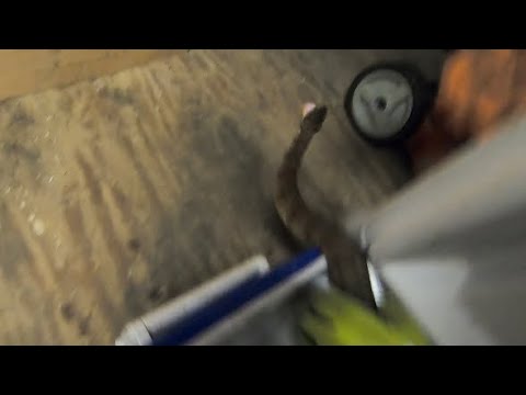 3 Snakes in a Garbage Bag!