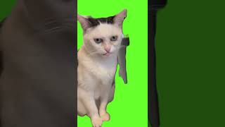 Cat meme #greenscreen #greenscreenvideo #shortsvideo #smile #cat #video #memes