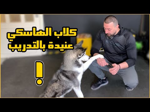 كلاب الهاسكي عنيدة بالتدريب