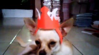 LUCU, ANJING CHIHUAHUA PAKAI MAHKOTA