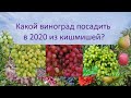 Какой виноград посадить в 2020, Велес, Гелиодор или Соломия