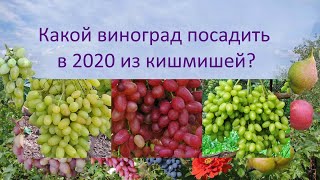 @Какой виноград посадить в 2020, Велес, Гелиодор или Соломия