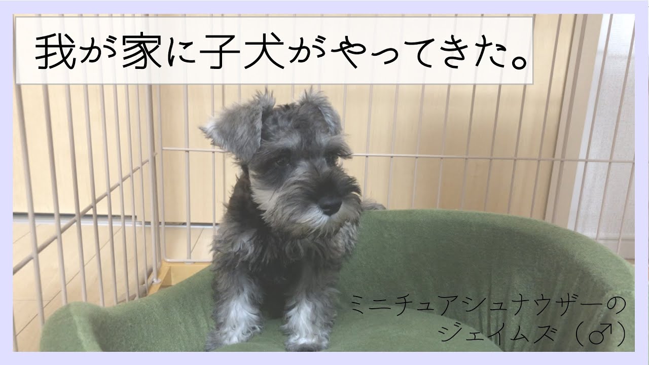 はじめてのお迎え 子犬がお家にやってきた ミニチュアシュナウザーの赤ちゃん ジェイムズ 生後2ヶ月半 Youtube