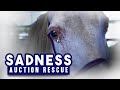 Sadness | Auction Rescue - Horse Shelter Heroes S4E17