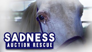 Sadness | Auction Rescue  Horse Shelter Heroes S4E17
