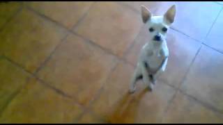 videoplayback_11.FLV