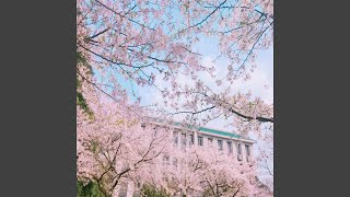 坠入樱花海 (治愈纯音乐)