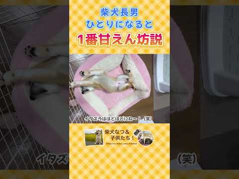 柴犬兄妹の長男が里親に出るために頑張って特訓してたら甘えんぼに♡#柴犬 #子犬 #dog #shibainu