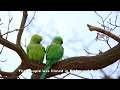 Wild Parrots 🦜 in Richmond Park