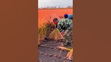 Rice harvesting process sharing - good tools can make the work more efficient