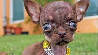 Funniest Chihuahua Dog Breeds Videos Compilation by Lisa Hudberman 4,651 views 7 years ago 10 minutes, 14 seconds