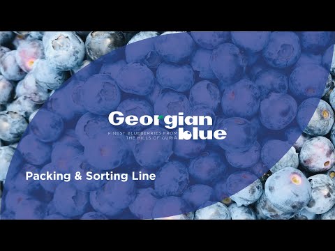 GeorgianBlue შეფუთვა-დახარისხების ხაზი | GeorgianBlue packing and sorting line