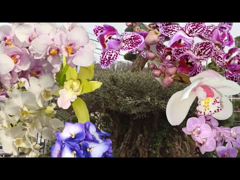 Пышные орхидеи фаленопсис,