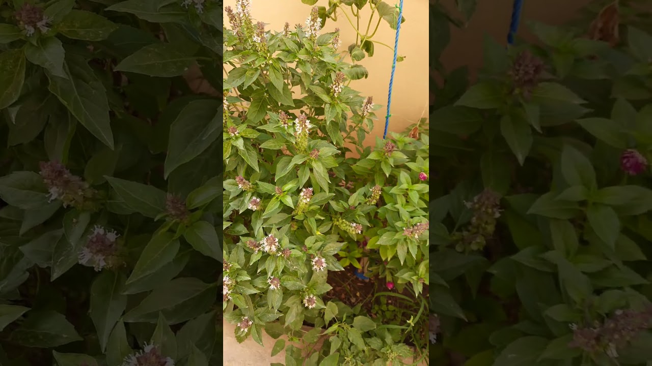 Beautiful grown basil plants🌿🪴