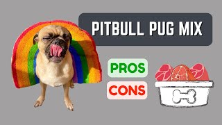 Pitbull Pug Mix: Loyal and Affectionate! Pros & Cons!