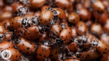 The Ladybug Love-In: A Valentine