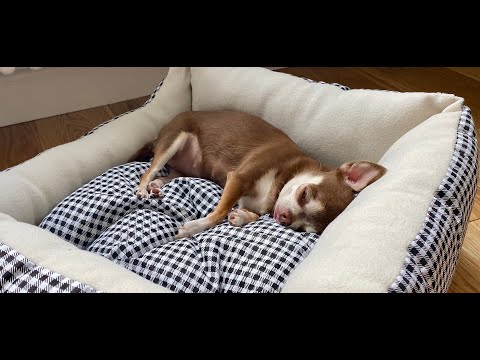 Video: Hoe Om U Chihuahua-hondjie Op Te Lei